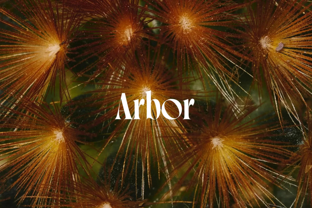 未来へ続く美しい循環。「Arbor」新ブランド公開