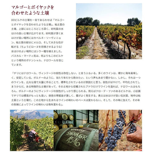 ソムリエ|クロ・デ・ファ ヴィニャ・マーティー 2020年 チリ マイポ・ヴァレー 赤ワイン 750ml