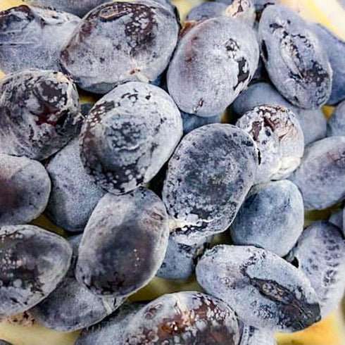 天草納豆|【高級ナビ限定セット】丹波セット