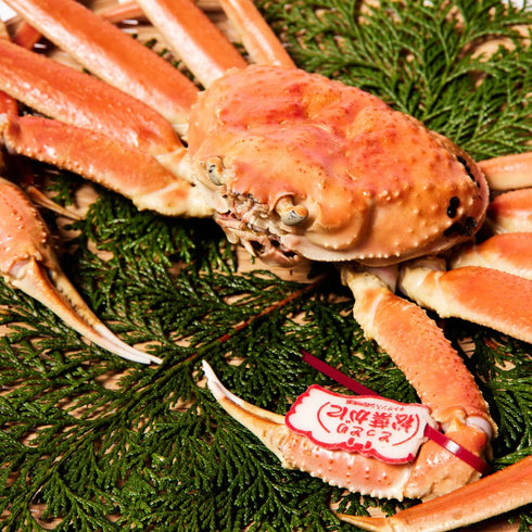 【予約受付中11月中旬頃順次発送】マルツ|【タグ付き】活〆ボイル・松葉がに(中・700g前後)