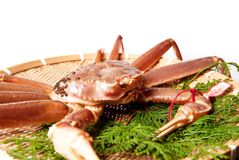 マルツ|【タグ付き】活・松葉がに(特々大・1㎏UP)