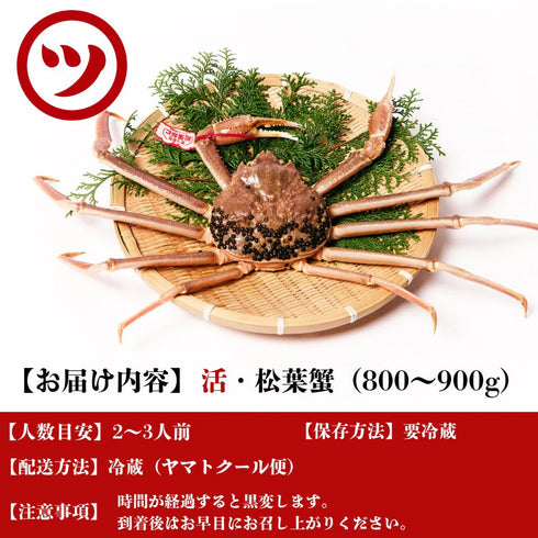 【予約受付中11月中旬頃から順次発送】マルツ|【タグ付き】活・松葉がに(大・800~900g)