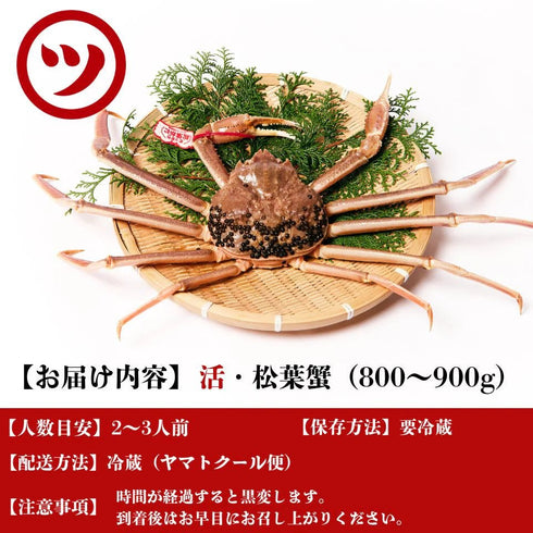 マルツ|【タグ付き】活・松葉がに(大・800~900g)