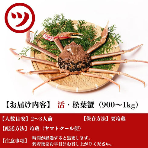 マルツ|【タグ付き】活・松葉がに(特大・900~1㎏)