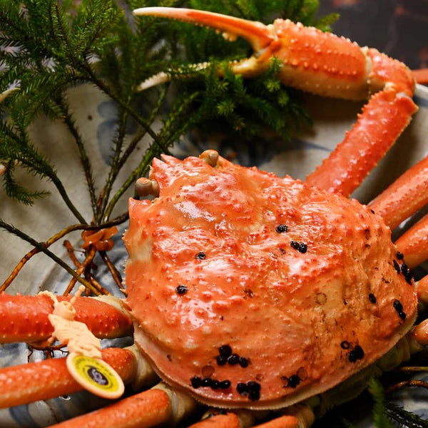 越前「蟹の本陣」|越前がに(浜茹で)【1.1~1.2kg】