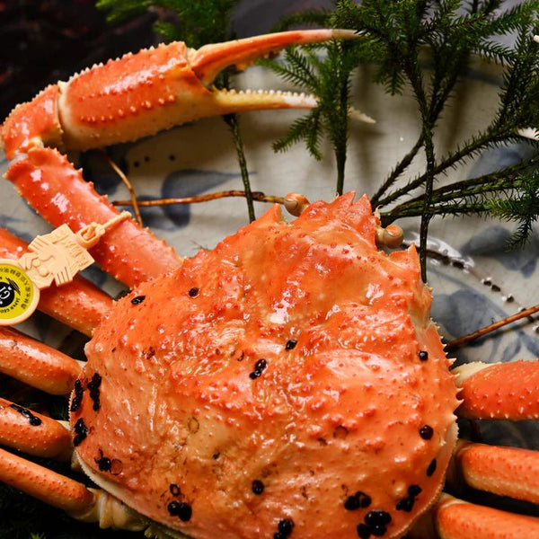 越前「蟹の本陣」|越前がに【極落ち】(浜茹で)【1.5kg~】