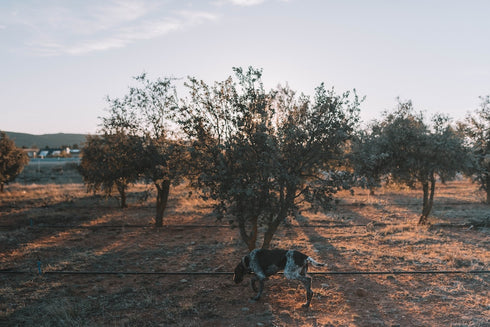 FRESH TRUFFLE JAPAN|プリザーブド黒トリュフ【化粧箱入り】