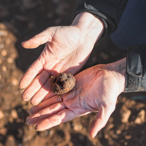 FRESH TRUFFLE JAPAN|プリザーブド黒トリュフ【化粧箱入り】