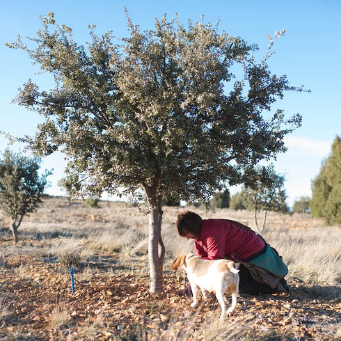 FRESH TRUFFLE JAPAN|プリザーブド黒トリュフ【化粧箱入り】