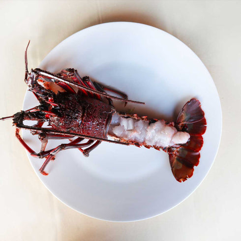 JAPAN CAVIAR|宮崎キャビア1983 バエリ 旨味 (20g) & 伊勢海老(むき身殻付き)450g〜500g セット