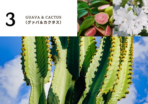 LABEL|リードディフューザー 100ml