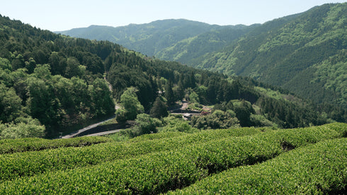 発酵和茶Trinitea|発酵和茶Trinitea 一番茶ティーバッグタイプ