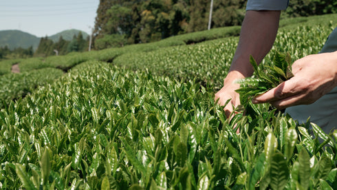 発酵和茶Trinitea|発酵和茶Trinitea 二番茶リーフタイプ