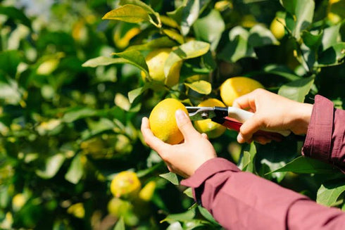 琥珀浄酎 -Sake Zest Spirit アメリカンホワイトオーク樽熟成 710ml / 桐箱