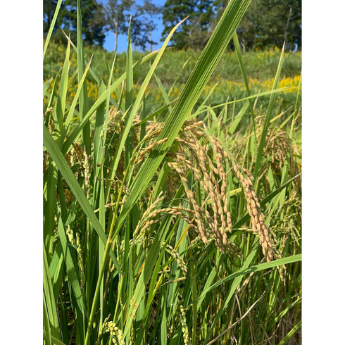 【11月末から順次発送】五膳貪|玄米食専用薬寿米 "月" 1キロ