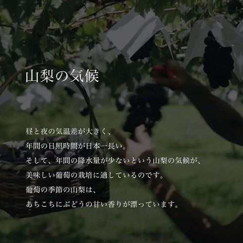 山梨果実|スタンダードライン 巨峰 果汁100%ストレート最高級ぶどうジュース720ml