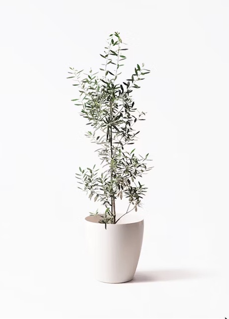 HitoHana（ヒトハナ）「観葉植物 オリーブの木 8号 チプレッシーノ ラスターポット付き」