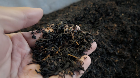 発酵和茶Trinitea｜発酵和茶Trinitea　一番茶ティーバッグタイプ