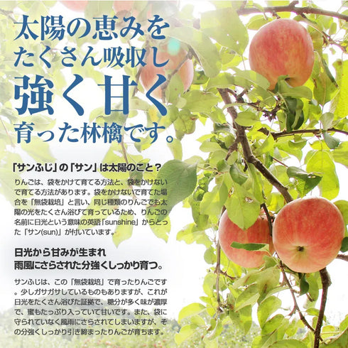 まっかなほんと｜神々の林檎（皇室献上品）2本入