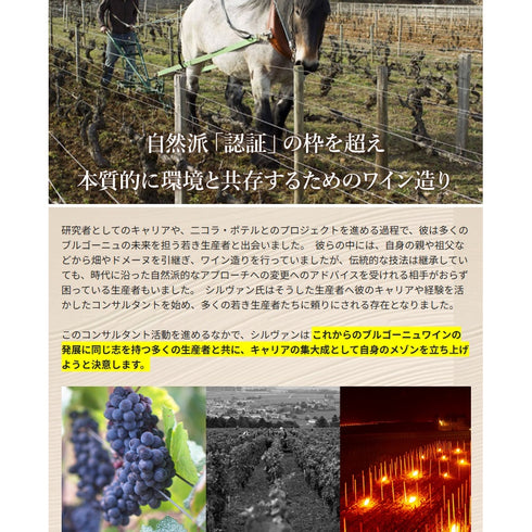 ソムリエ｜コルトン・シャルルマーニュ・グラン・クリュ シルヴァン・デュボー 2019年 フランス ブルゴーニュ 白ワイン 辛口 750ml