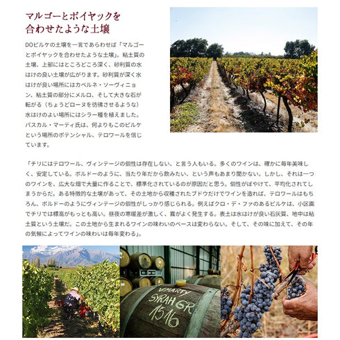 ソムリエ｜クロ・デ・ファ ヴィニャ・マーティー 2020年 チリ マイポ・ヴァレー 赤ワイン 750ml