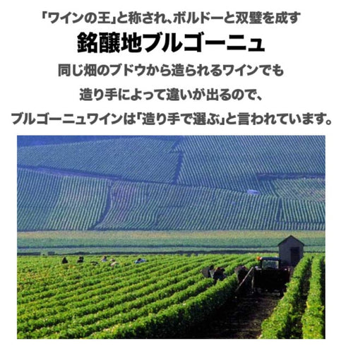 ソムリエ｜ムルソー ドメーヌ・マニュエル・オリヴィエ 2023年 フランス ブルゴーニュ 白ワイン 辛口 750ml