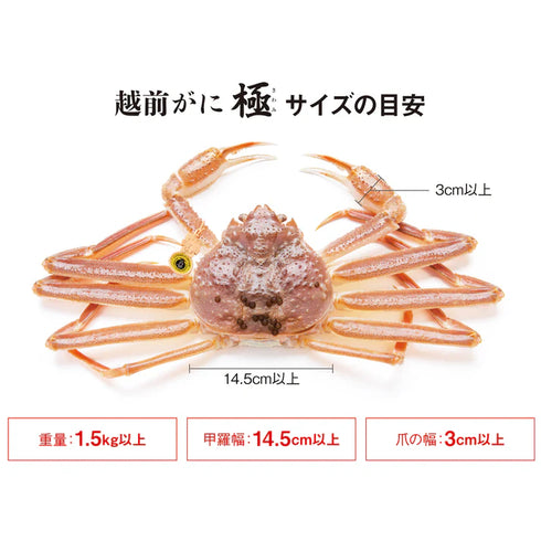 越前「蟹の本陣」／えちぜん「かにのほんじん」｜越前がに【極】（浜茹で）