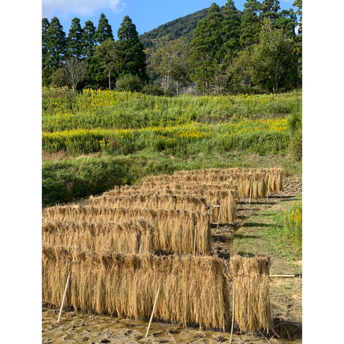 【11月末から順次発送】五膳貪｜玄米食専用薬寿米　"月" 1キロ