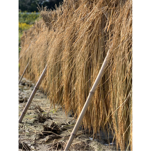 【11月末から順次発送】五膳貪｜玄米食専用薬寿米　"月" 1キロ