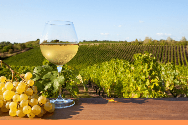 ワインとブドウ畑